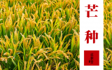 芒種到，苦夏鬧！艾灸祛濕補陽，讓你精神一夏